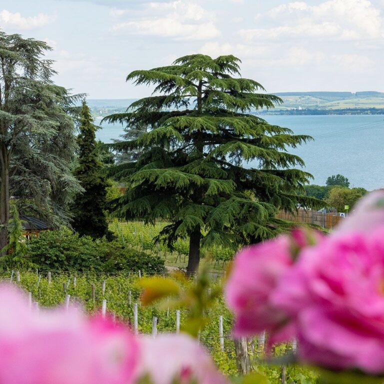 TasteBalaton2025_02